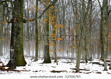 Winter Forests in Tennessee