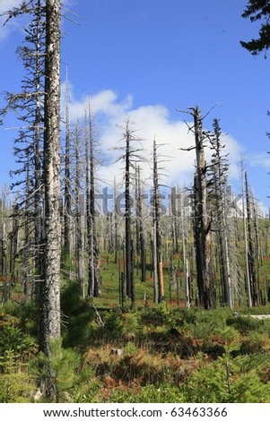 Beetle Kill and Forest fires endangering the Deshutes National Forest , in Oregon