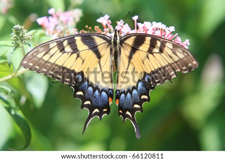 Backyard Garden Butterflies , in Nashville Tennessee