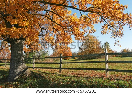Autumn tree and wooden fence line on the Property of President Andrew Jackson