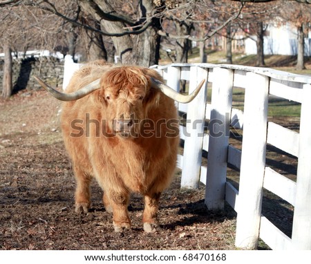 One of the oldest Cattle breeds in the world the Highland Scottish Cow , here in the Pleasant Hill Shaker Community in Kentucky
