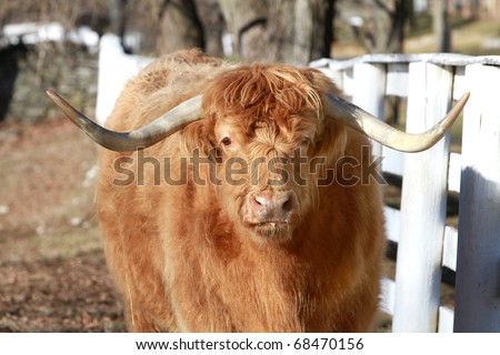 One of the oldest Cattle breeds in the world the Highland Scottish Cow , here in the Pleasant Hill Shaker Community in Kentucky