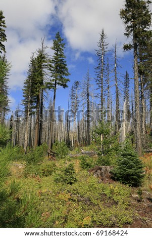 Deschutes National forest in Oregon devestated by Beetle kill and Forest fires
