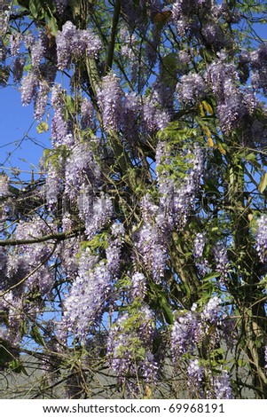 Signs of Spring in Nashville Tennessee the Wisteria  in bloom