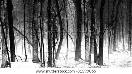 Grove of Hardwood trees in a Tennessee Forest , winter.