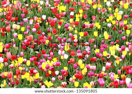 Tulips. spring crop in the Willamette Valley