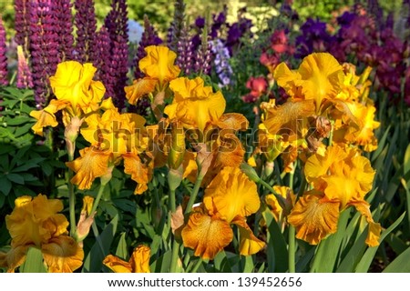 Iris Garden in the Willamette Valley