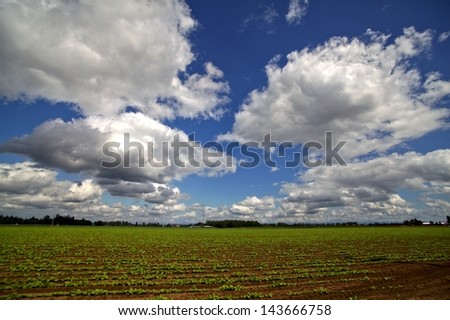 Crops in the ground in the Willamette Valley