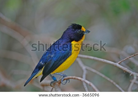 Violet Euphonia bird found in South America.