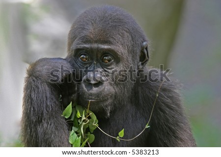 Baby Black Back Gorilla aka young Silver Back Gorilla Pondering.