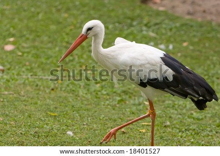 A black tip wood stork walking.