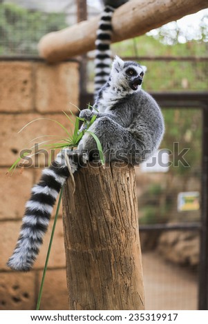 A Ring-tailed lemur sits and looks around