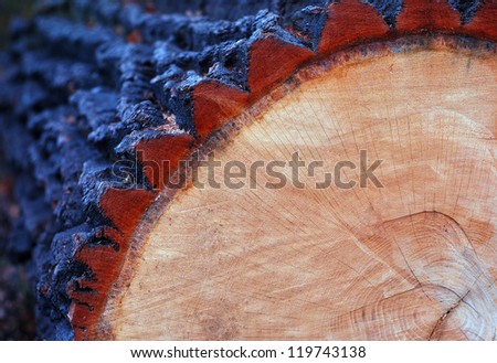 cut oak trunk with annual rings