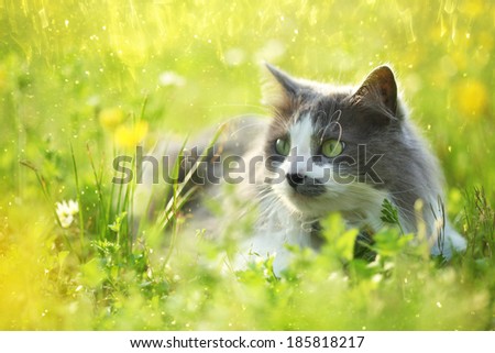 Grey cat in garden