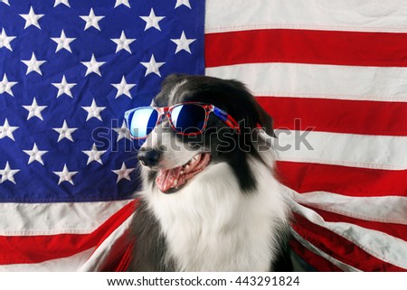 Beautiful border collie in front of a USA flag with sunglasses