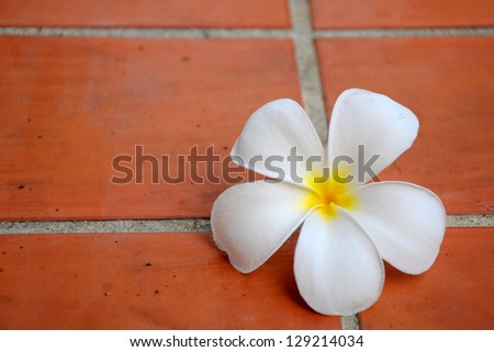 White Frangipani flowers on terracotta floors.