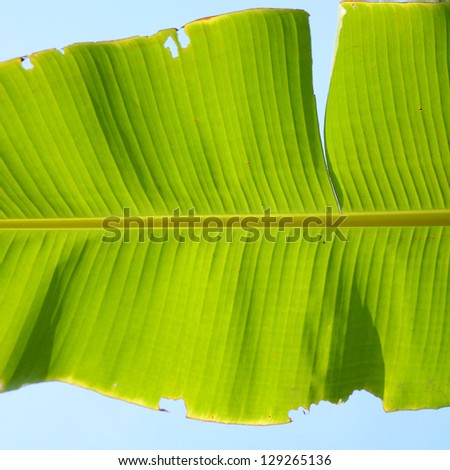Texture background of backlit green banana leaf