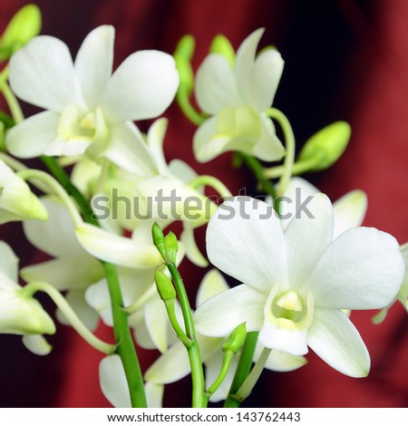 White Orchids on Red Background.