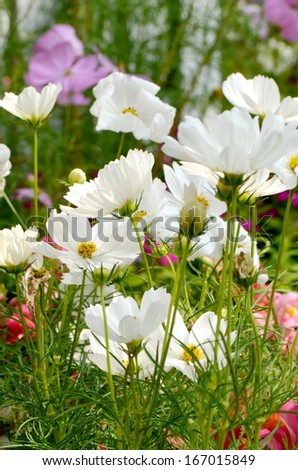 White cosmos flowers field (Cosmos sulphureus.)