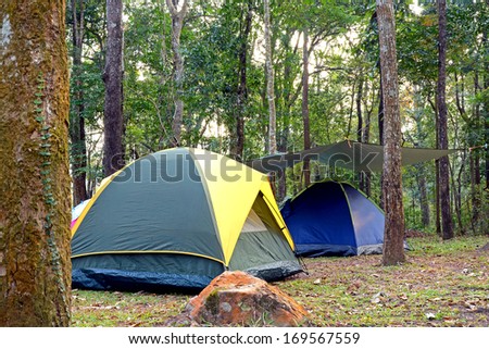 Camping tent underneath big trees in national park.