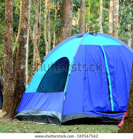 Camping tent underneath big trees in national park.