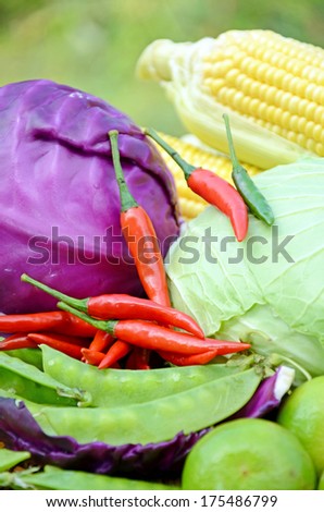Green pea,sweet corn, green cabbage, purple cabbage, lime and red chili products from mixed organic farm in closed-up on natural green background.