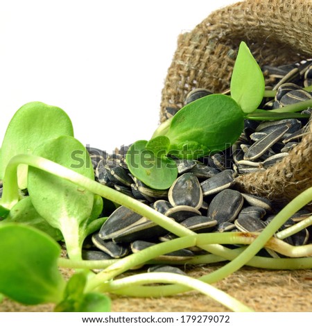 Sunflower seed and sunflower sprout, a rich source of unsaturated fats and protein. The sunflower sprout can easily growing at home within 3-5 days.