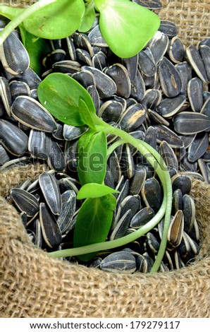 Sunflower seed and sunflower sprout, a rich source of unsaturated fats and protein. The sunflower sprout can easily growing at home within 3-5 days.