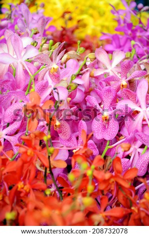 Fresh Cut of Thailand Beautiful Mokara Orchid, Thai Tropical Flower.