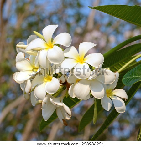 White and yellow Plumeria spp. (frangipani flowers, Frangipani, Pagoda tree or Temple tree) on natural background with bokeh.