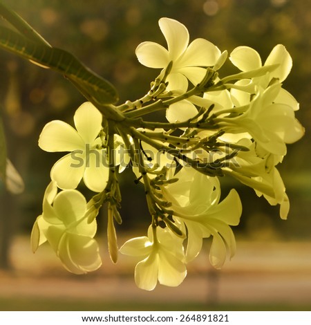 Vintage Tone of Plumeria spp. (frangipani flowers, Frangipani, Pagoda tree or Temple tree) on natural background.