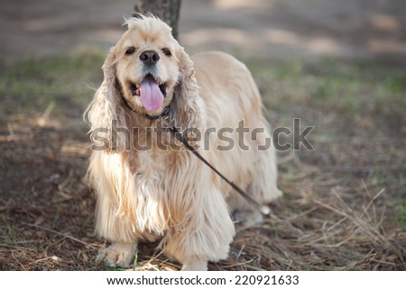 American cocker spaniel stuck out his pink tongue on a walk in the autumn park