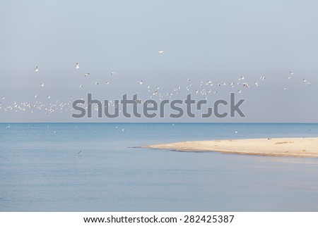Flock of white seagulls flying over the strip of sand foreland