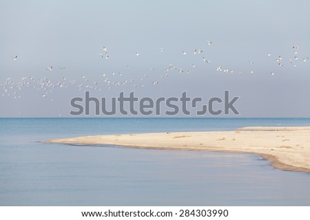 Flock of white seagulls flying over the strip of sand foreland