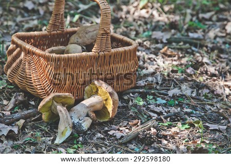 Freshly harvested white mushrooms in the forest near a wicker basket lie on the forest floor