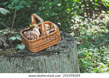 Wicker basket filled with freshly harvested white mushrooms stands in the picturesque old stump
