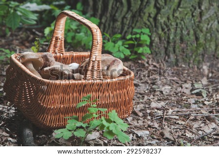 Harvested white mushrooms in a wicker basket in the forest at bottom of mighty oak