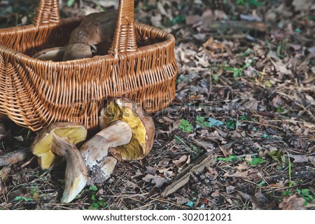 Freshly harvested white mushrooms in the forest near a wicker basket lie on the forest floor