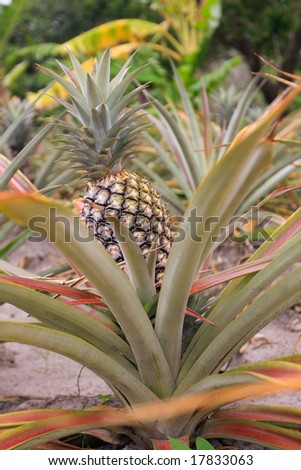 Close up of a pineapple plant on tropical farm