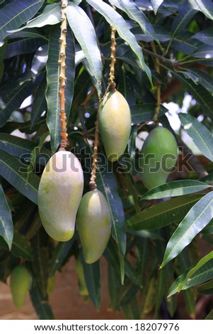 green fruits on mango tree in Africa