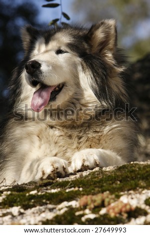 Alaskan Malamute dog with winter coat on nature