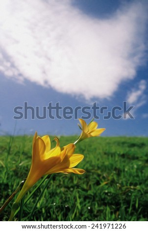 yellow flower on grass with blue sky (oil paint technique)