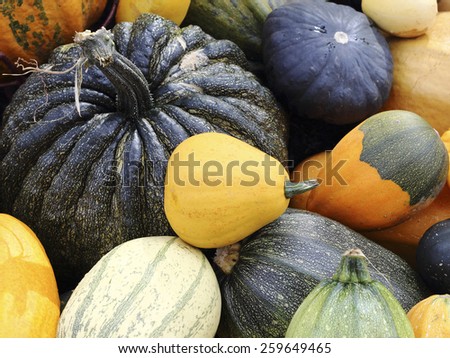 Close up organic varieties of pumpkins and squashes