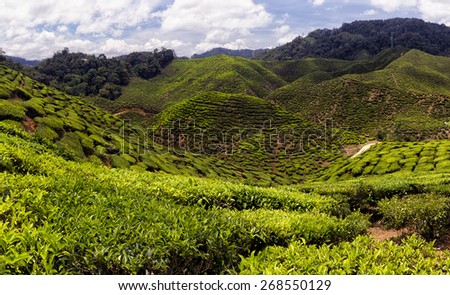 Cameron Highlands Tea Plantation I