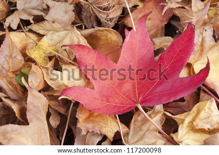 Liquidambar styraciflua red leaf on a pile of dry leaves