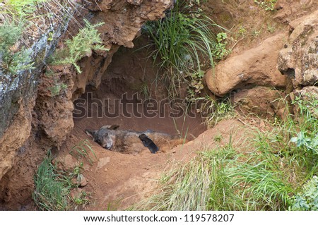 wolf and cub sleeping in a cave