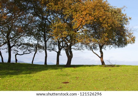 small oak trees aligned in a green grass field with blue sky in the background