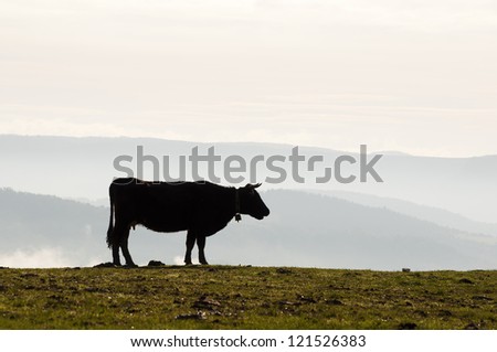 silhouette of a cow in the field at dawn with fog covered valley in the background