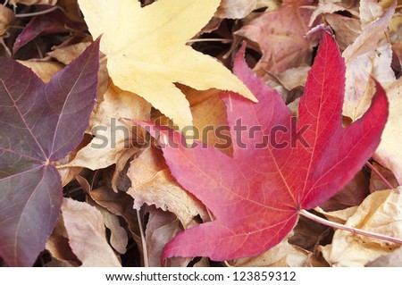 Liquidambar styraciflua red leaf on a pile of dry leaves