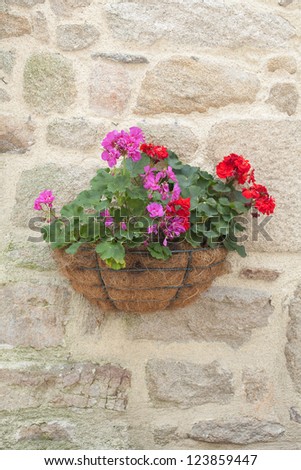 pot hanging from a rock face, with red and rose geranium